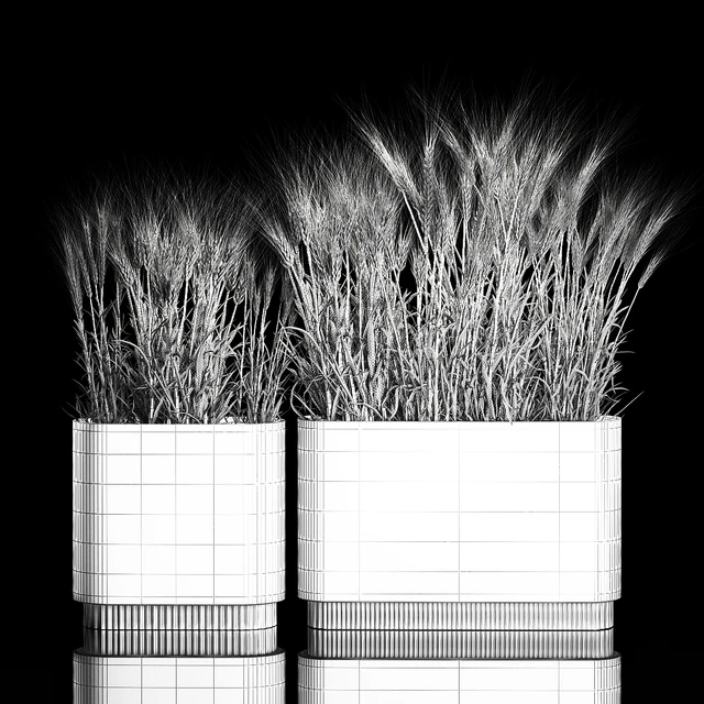 Bushes of spikelets of dry wheat in flowerpots dried flowers, eco style. Plant collection 1204 — Descargar