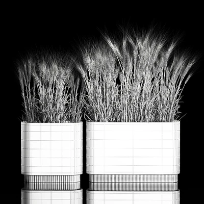 Bushes of spikelets of dry wheat in flowerpots dried flowers, eco style. Plant collection 1204 — Ver 2