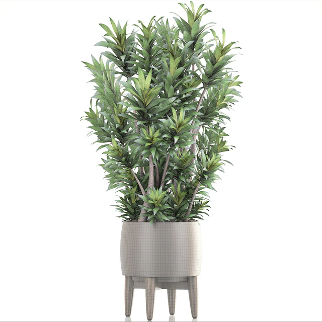 Dracaena 6, Драцена, горшок, вазон, куст, интерьерное растение, комнатное — Скачать