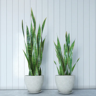 Snake Plant — Descargar