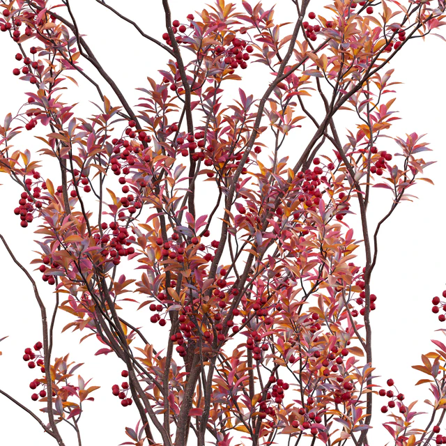 Aronia arbutifolia - Red Chokeberry — Скачать