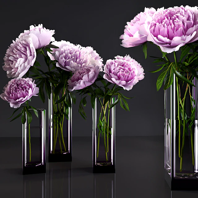 Peonies — Descargar