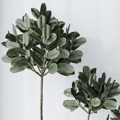 Elastica Abidjan Melany and Mission Olive Tree Vase 18 — Ver 2