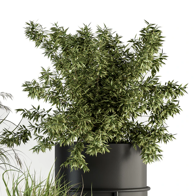 indoor Plant Set 370 - Tree and Plant Set Stand pot — Скачать