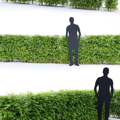 Thuja Hedge — Ver 2