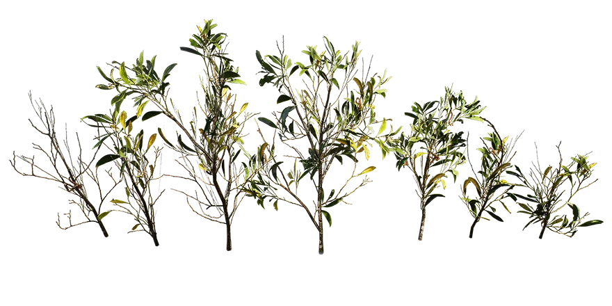 acacia 006 — Descargar