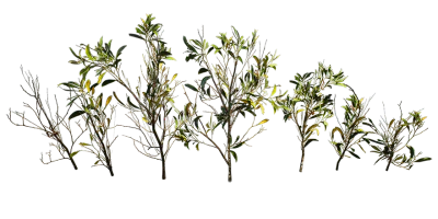 acacia 006 — download