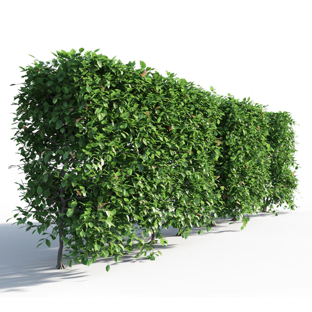 Hornbeam hedge — Descargar