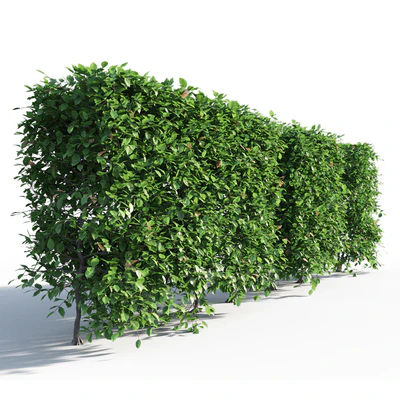 Hornbeam hedge — Ver 2