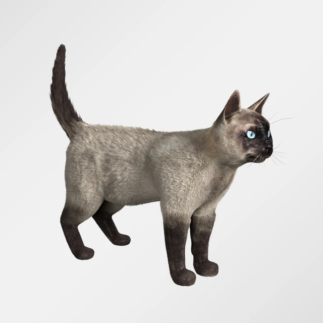 Сиамский кот — Скачать