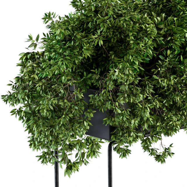 Black Box Plants on stand - Set 80 — Descargar