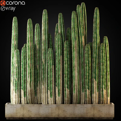 Plants collection 266 — Вид 1