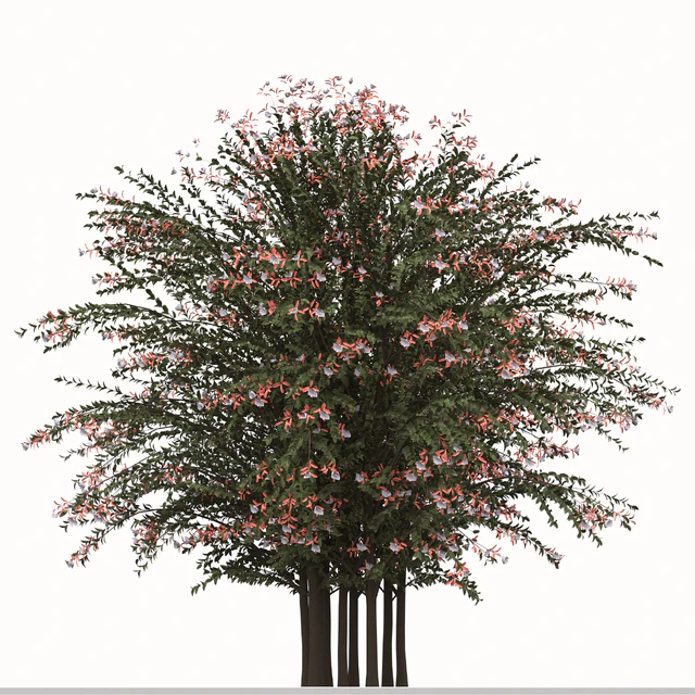 Set of Abelia grandiflora Plants (Pearl Acacia) (3 Shrubs) — Descargar