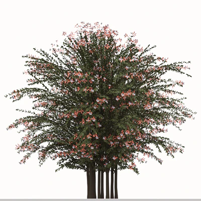Set of Abelia grandiflora Plants (Pearl Acacia) (3 Shrubs) — Ver 3