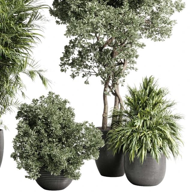indoor plant set 452 plant bush monstera tree vase dirty concrete — Скачать
