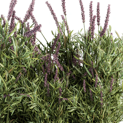Lavender Bush - Bush Set20 — Вид 2