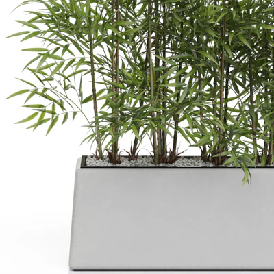 Plants collection 615 — Вид 4