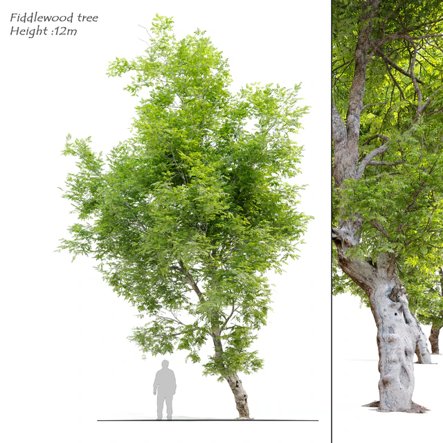Fiddlewood tree 2 — Descargar