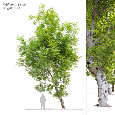Fiddlewood tree 2 — Ver 1
