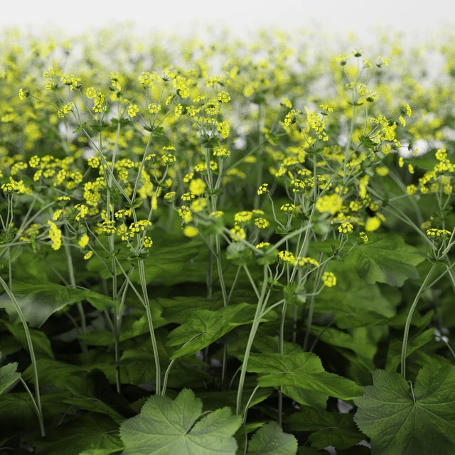 Soft bush cuff | Alchemilla mollis — Descargar