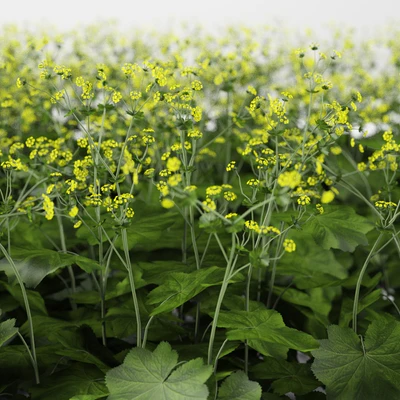 Soft bush cuff | Alchemilla mollis — Ver 2