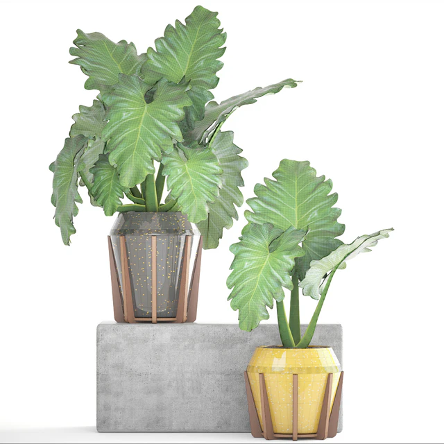 Collection of plants 154. Philodendron, pot, flowerpot, bush, tropical, indoor, decorative — Descargar