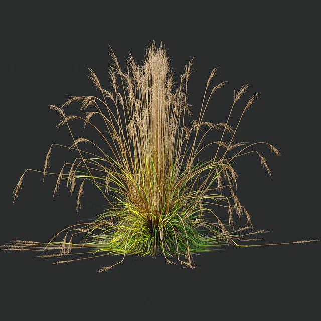 Carex Testacea Orange and Molinia Caerulea Fire Grasses — Скачать