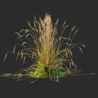 Carex Testacea Orange and Molinia Caerulea Fire Grasses — Вид 2