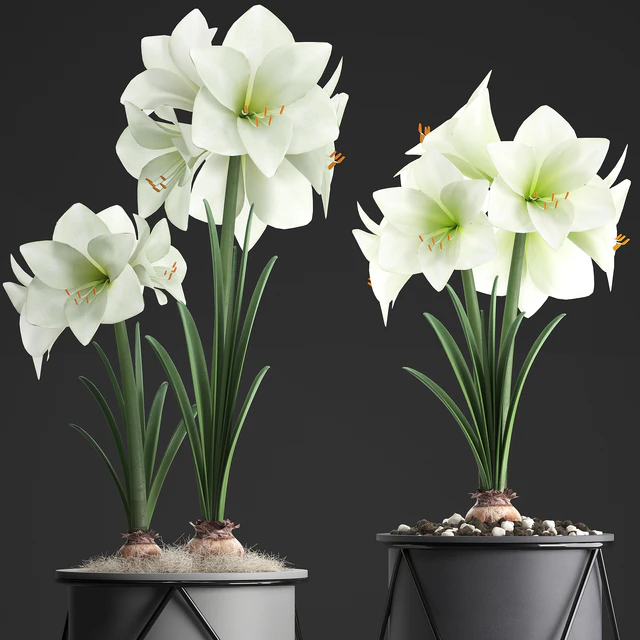 Collection of plants 310. Hippeastrum. Hippeastrum, potted flowers, indoor flowers, flowerpot, flower, pot, Scandinavian style, eco design, White flowers — Descargar