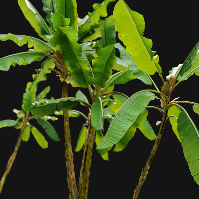 Banana tree 02 — Descargar