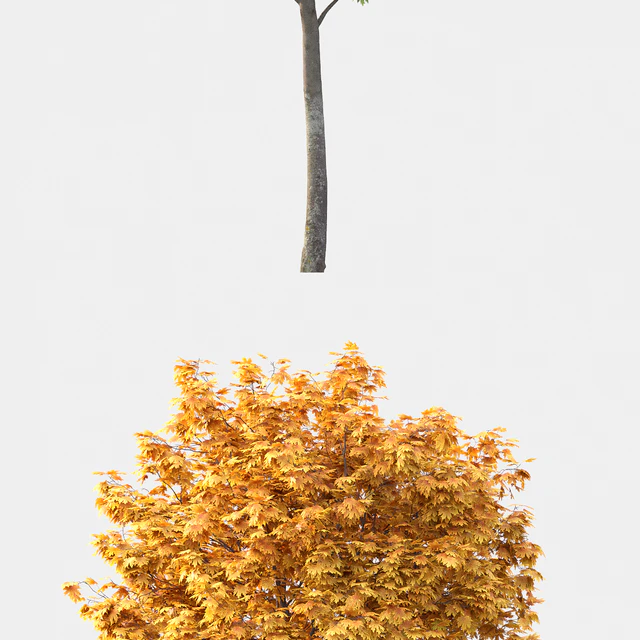 Acer — Descargar