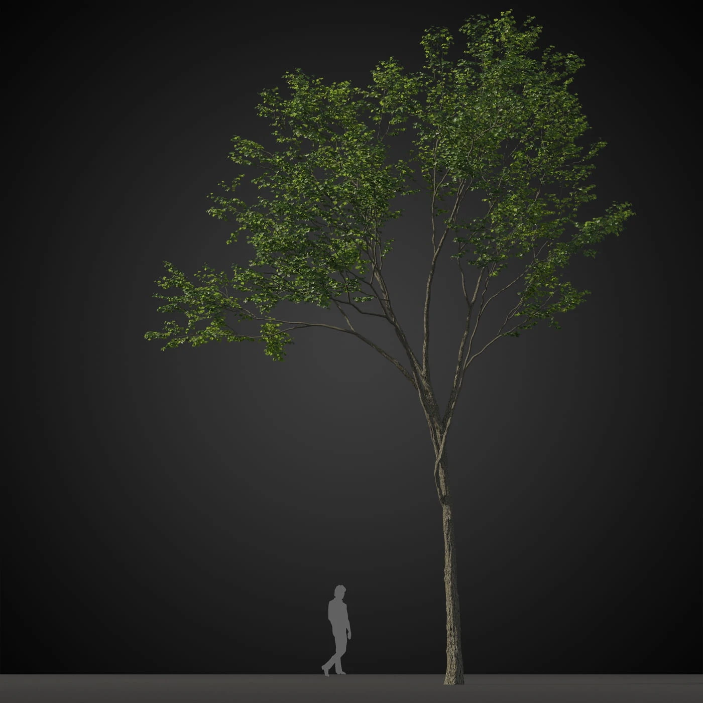 trees 019 — Descargar