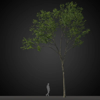 trees 019 — Descargar