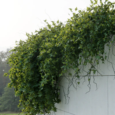 ivy hanging from the wall - outdoor plants set 173 — Ver 2