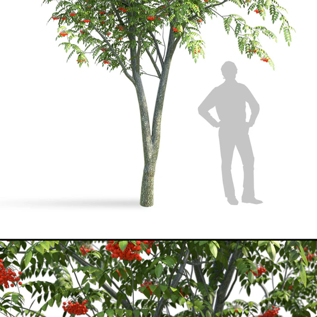 Rowan (Sorbus aucuparia) — Descargar