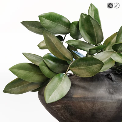 Amazing plant in black vase — Вид 2