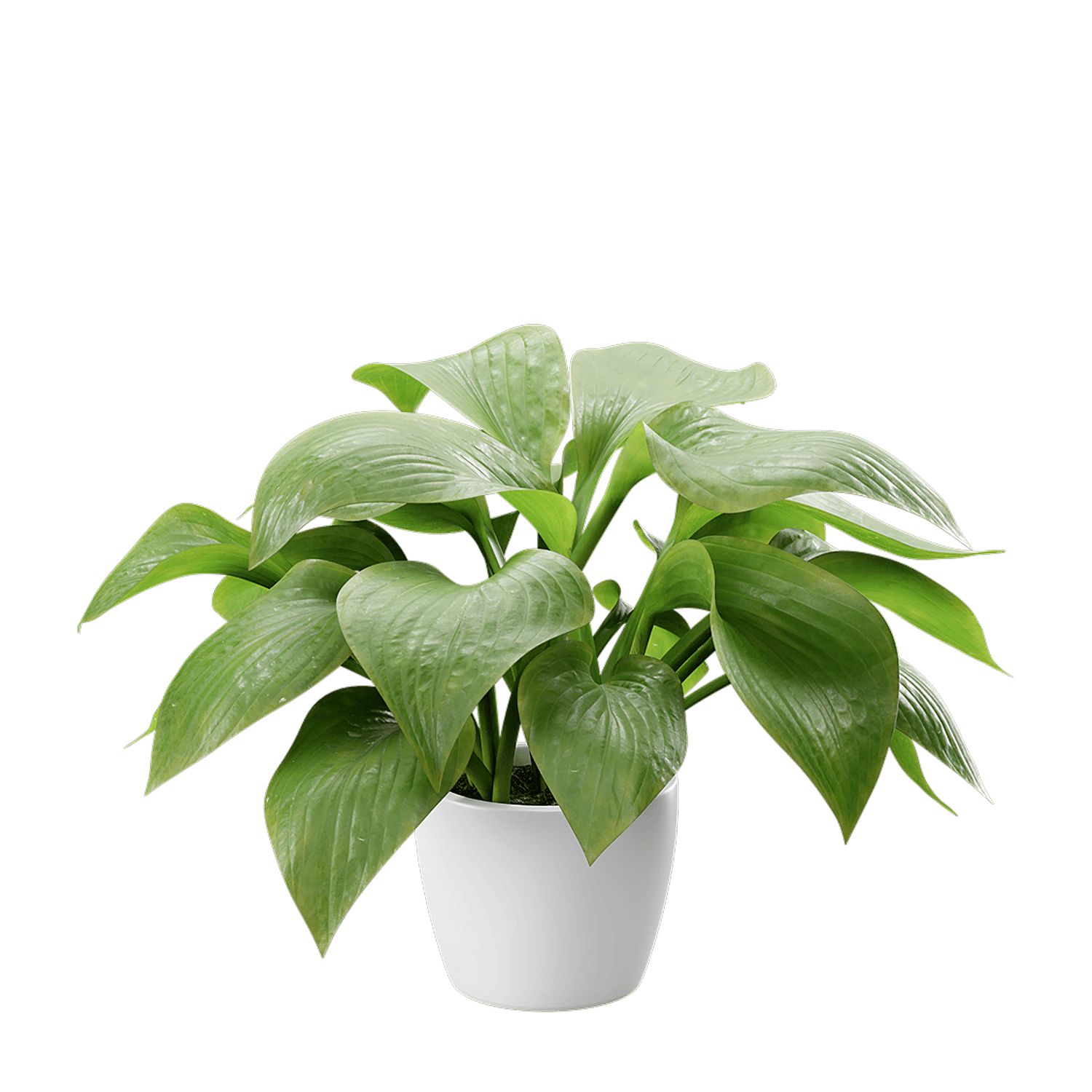 plant hosta plantain — Скачать