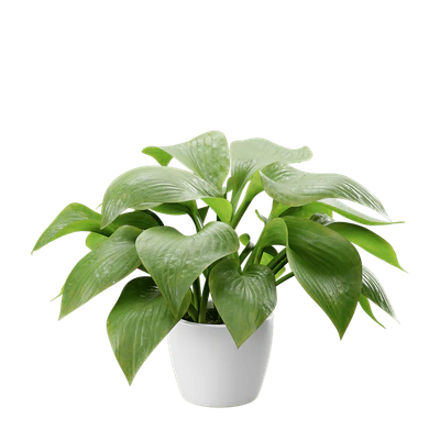 plant hosta plantain — Скачать