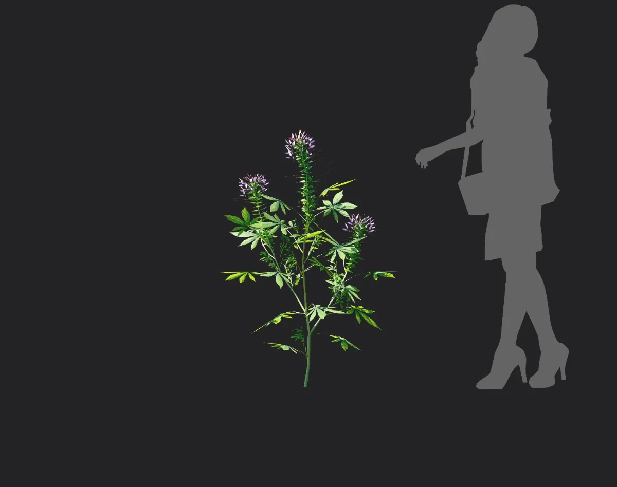cleome spinosa 001 — Descargar