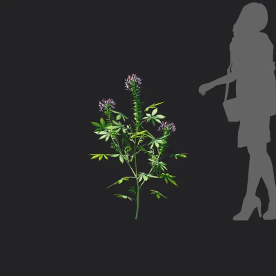 cleome spinosa 001 — Descargar