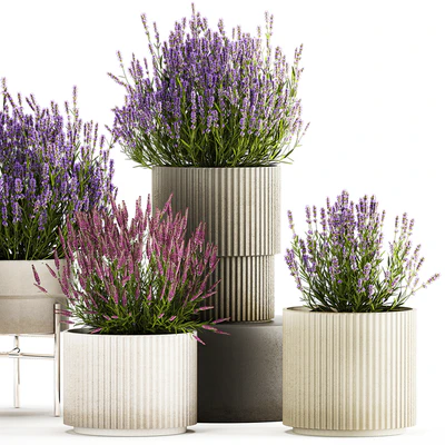 Wildflower bushes in outdoor flowerpots from lavender, catnip, sage, Plant Collection 1193 — Ver 3