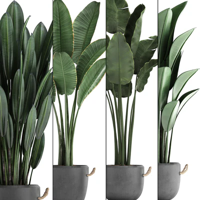 Коллекция декоративных бананов 419. Стрелитция, банан, равенала, бетонный горшок, вазон, комнатные растения, банан, лофт,  Стрелиция, офисные растения — Вид 2