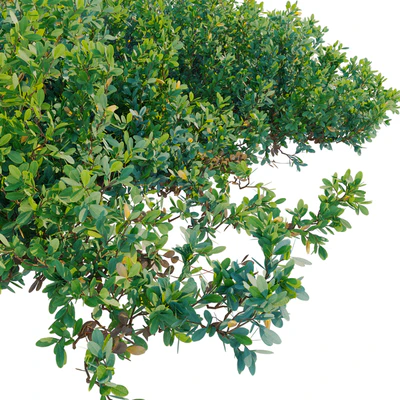 Vaccinium uliginosum — Вид 3