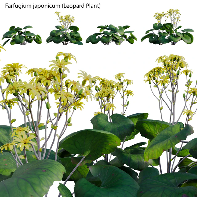 Farfugium japonicum - Leopard Plant — Скачать