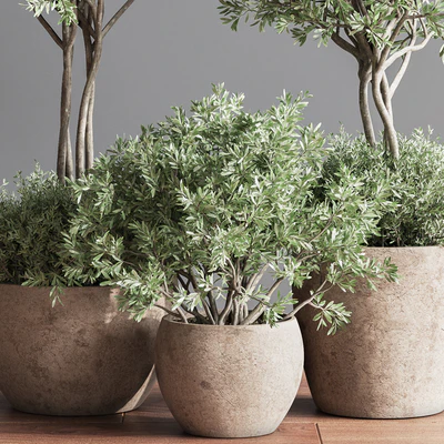 Indoor Plant Set 59 — Ver 2