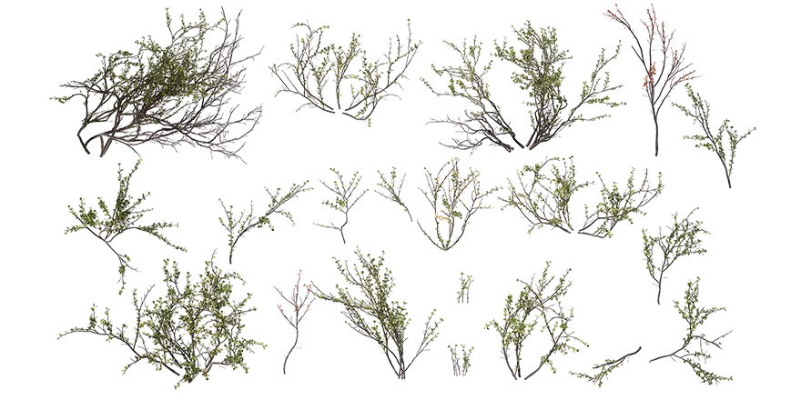 dwarf birch 001 — Descargar