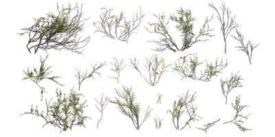 dwarf birch 001 — Descargar