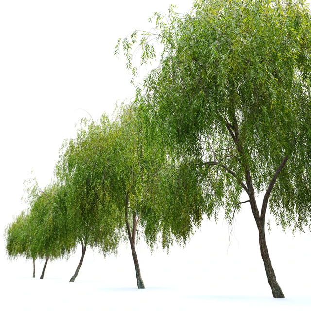 Weeping Willow 3 — Скачать