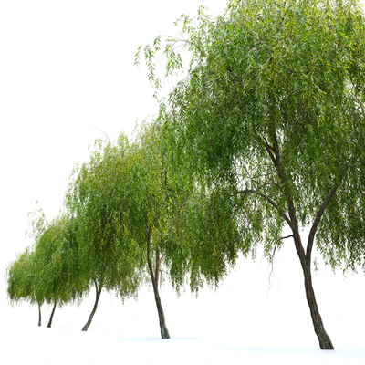 Weeping Willow 3 — Вид 2