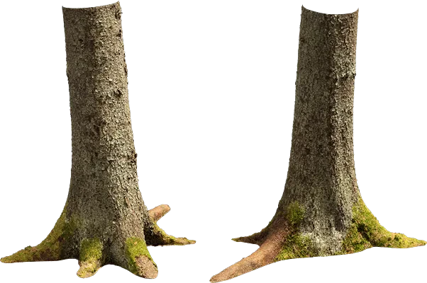 nordic forest tree trunk spruce large 002 — Descargar